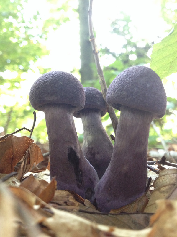 Cortinarius violaceus  / Mitternachtspilz  © Siân Sprenger