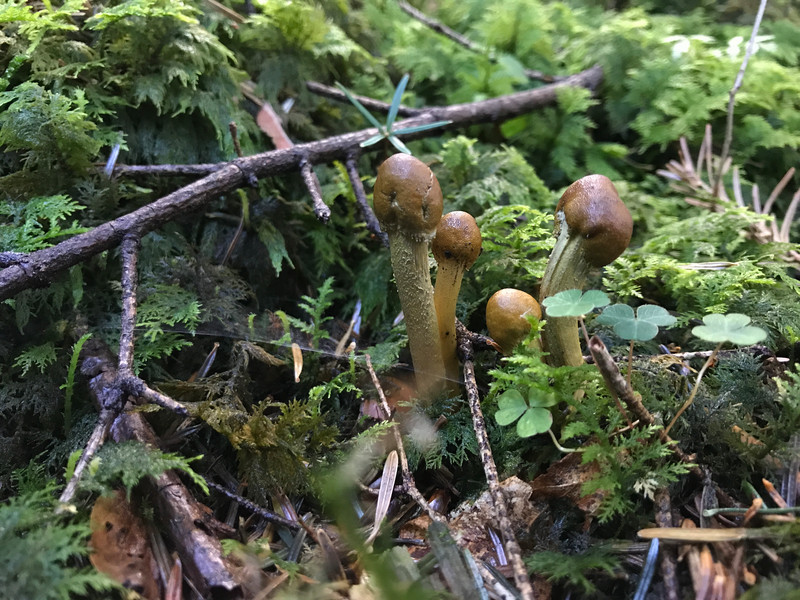 Elaphocordyceps capitata  /  Hirschtrüffelkernkeule  /  © Siân Sprenger