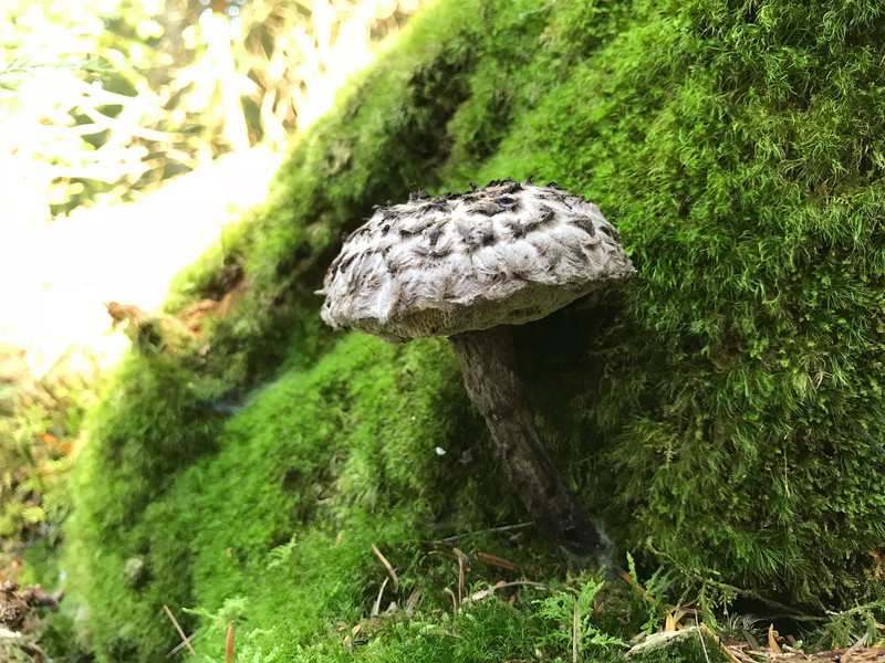 Strobilomyces strobilaseus  /  Strubbelkopfröhrling  / © Siân Sprenger