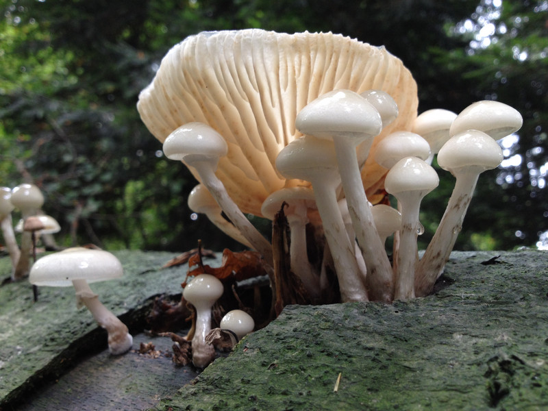 Oudemansiella mucida  /  Buchenschleimrübling  /  © Siân Sprenger