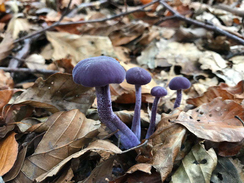 Laccaria amethystea  /  Violetter Farbtrichterling  /  © Siân Sprenger