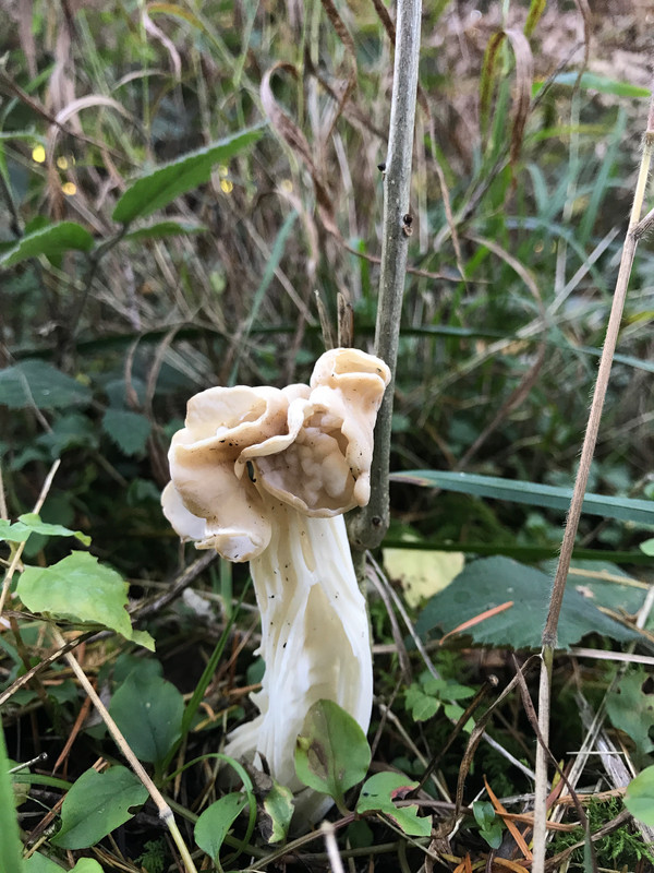 Helvella crispa  /  Herbstlorchel  © Siân Sprenger