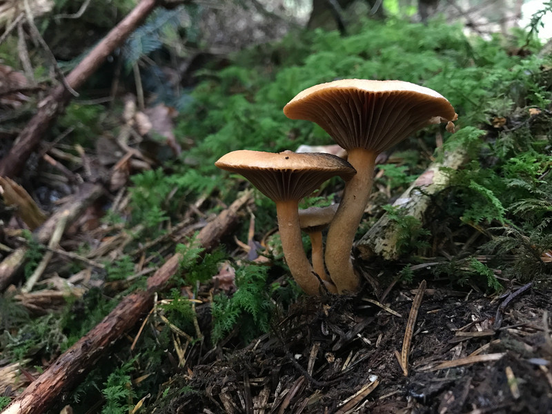 Chroogomphus helveticus  /  Filziger Gelbfuss  /  © Siân Sprenger