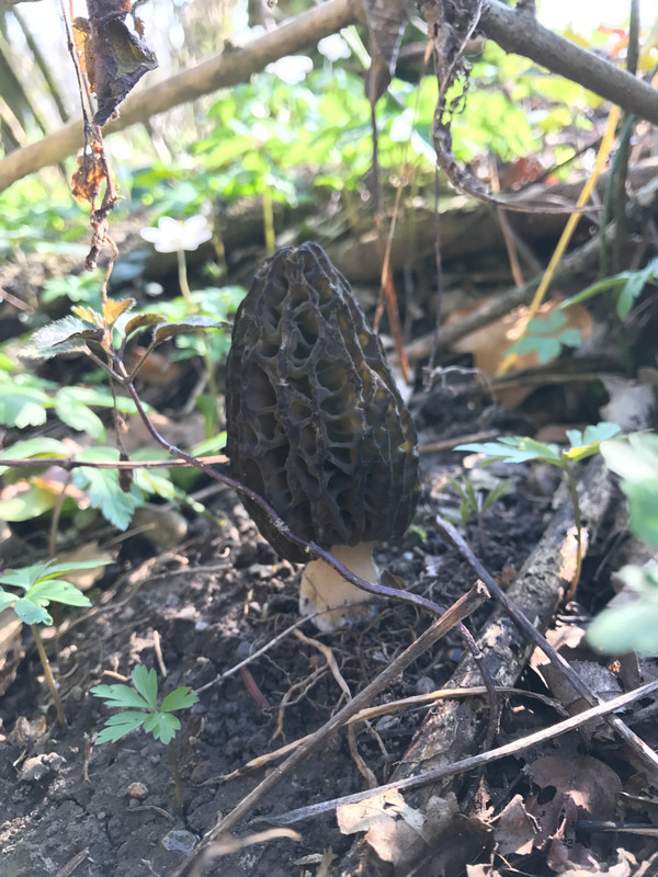 Morchella conica  /  Spitzmorchel  © Siân Sprenger