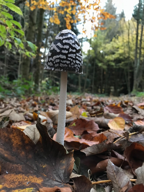 Coprinopsis picacea  /  Spechttintling  © Siân Sprenger