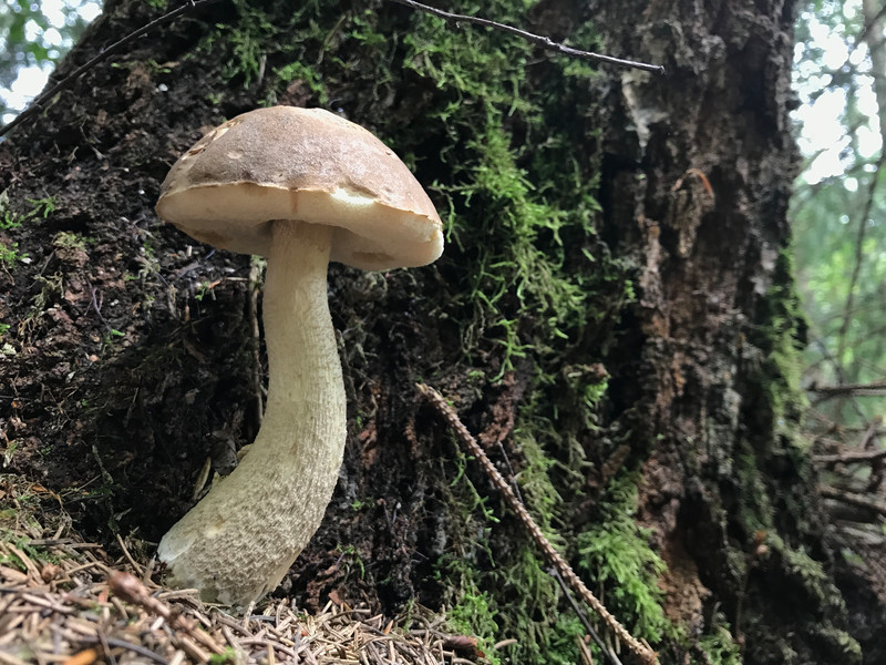 Leccinum scabrum  /  Birkenpilz  /  © Siân Sprenger