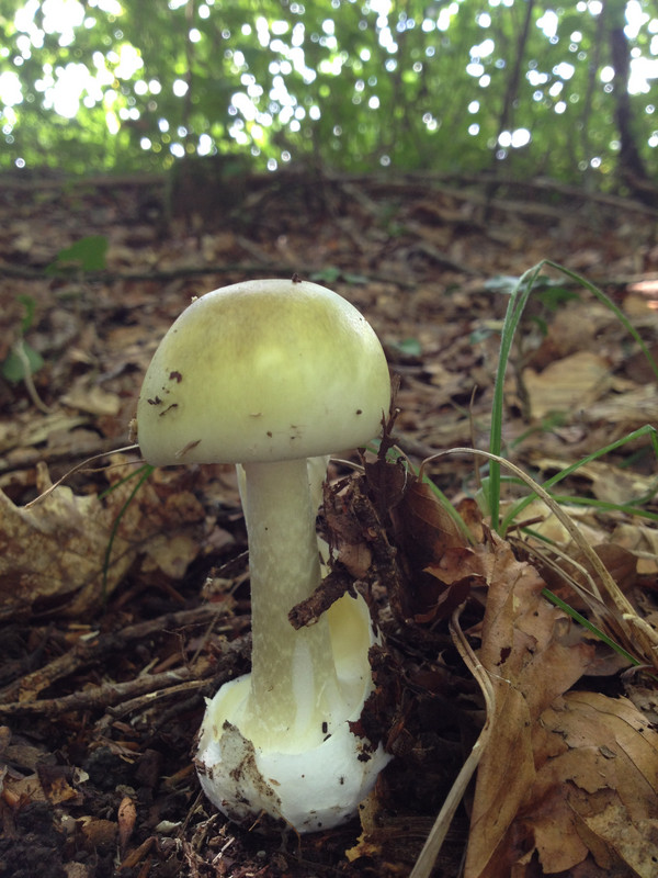 Amanita phalloides /  Grüner Knollenblätterpilz  /  © Siân Sprenger