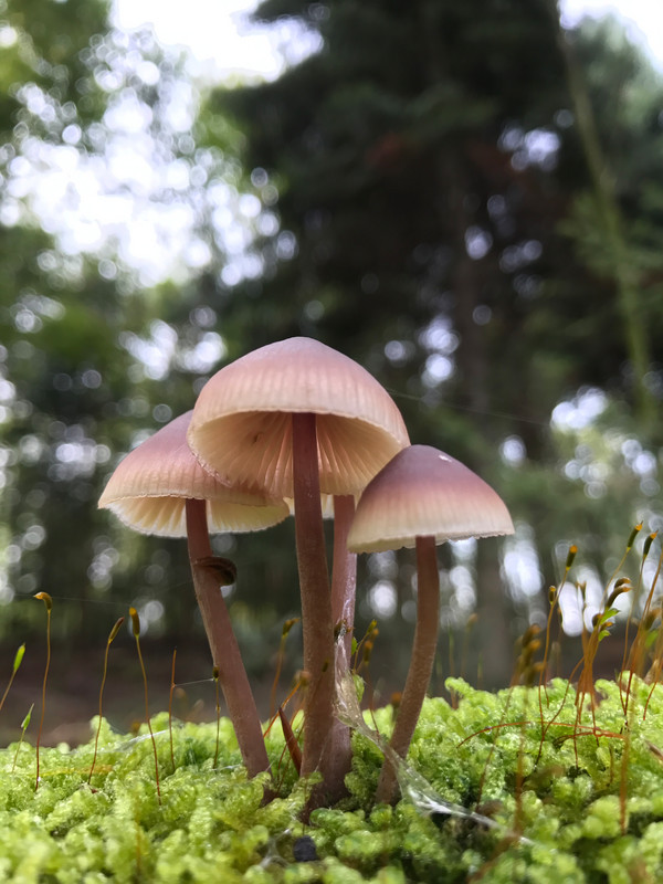 Mycena haematopus  /  Grosser Bluthelmling    © Siân Sprenger