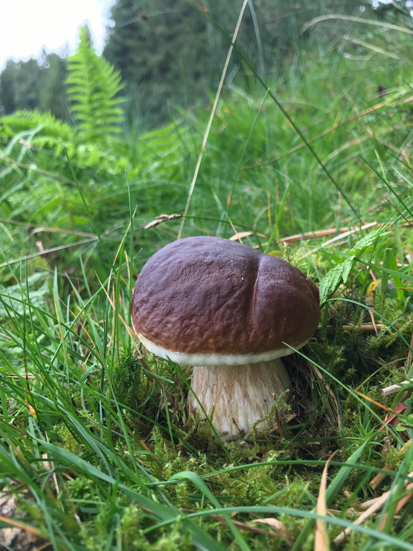 Boletus edulis  /  Fichtensteinpilz  /  © Siân Sprenger