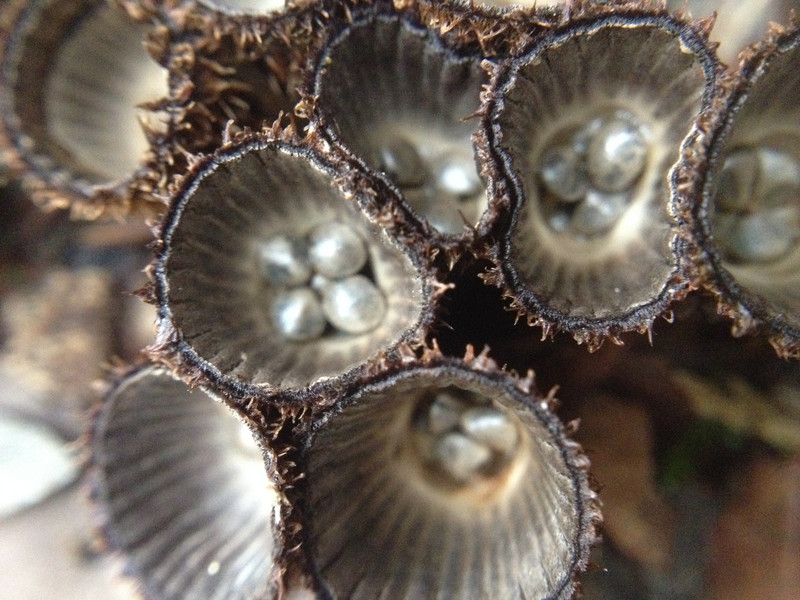 Ciathus striatus  /  Gestreifter Teuerling  /  © Siân Sprenger