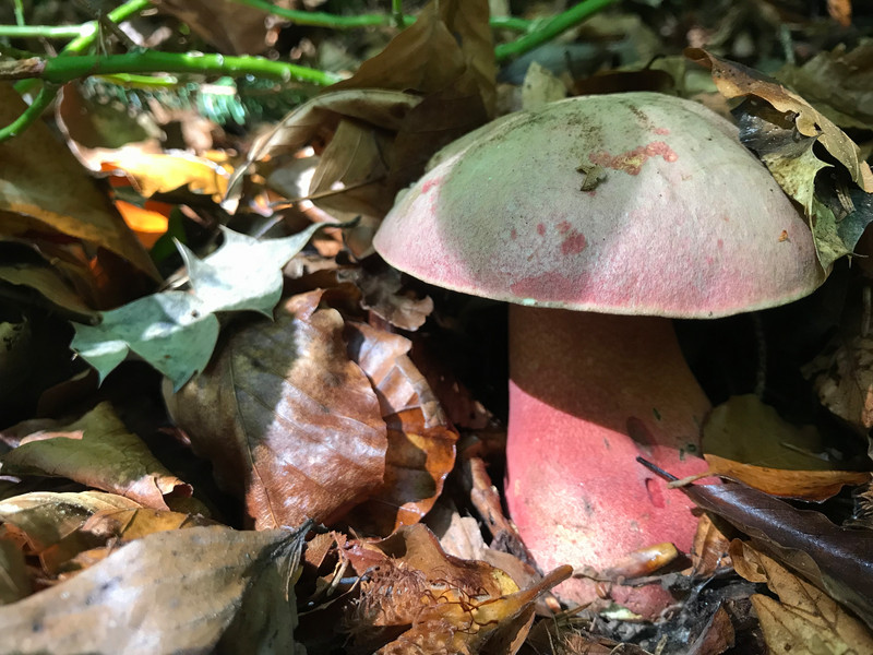 Rubroboletus rubrosanguineus  /  Falscher Santansröhrling  /  © Siân Sprenger