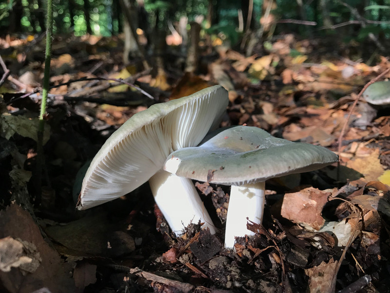 Russula cianoxantha  /  Frauentäubling  /  © Siân Sprenger