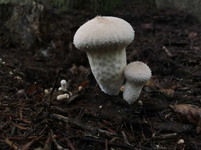 Lycoperdon perlatum  /  Flaschenstäubling  /  © Siân Sprenger