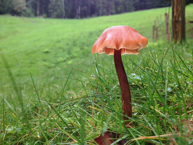 Laccaria laccata  /  Rötlicher Farbtrichterling  /  © Siân Sprenger