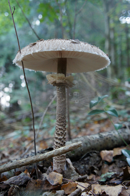 Macrolepiota procera  /  Riesenschirmling  © Siân Sprenger