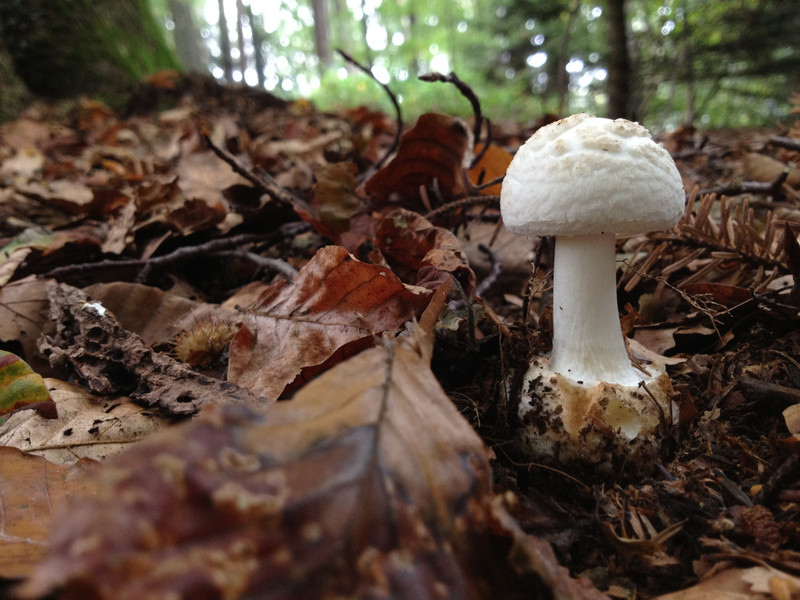 Amanita citrina  /  Gelber Knollenblätterpilz  /  © Siân Sprenger