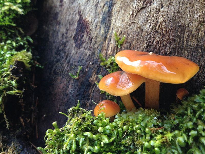 Flammulina velutipes  /  Samtfussrübling  /  © Siân Sprenger