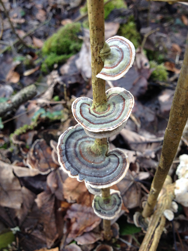 Trametes versicolor  / Schmetterlingstramete © Siân Sprenger