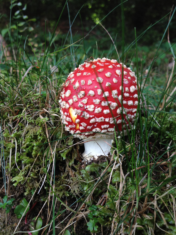 Amanita muscaria  /  Fliegenpilz  /  © Siân Sprenger