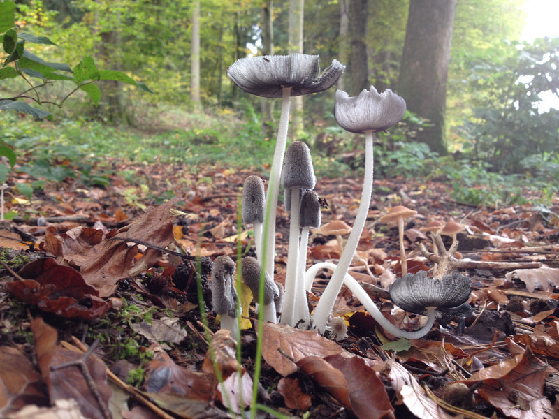 Coprinus lagopus  /  Hasentintling  /  © Siân Sprenger