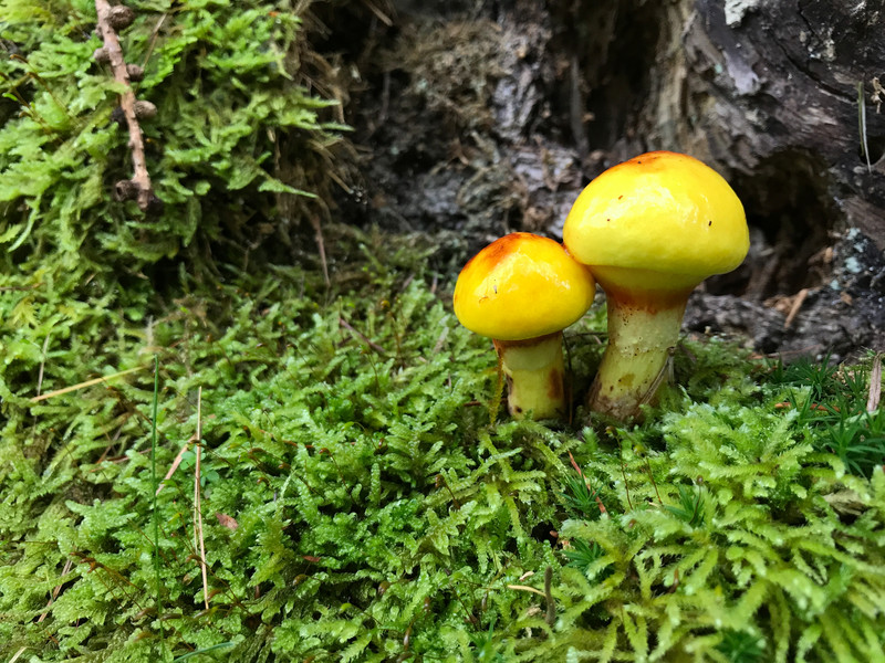 Suillus grevillei  /  Goldröhrling  /  © Siân Sprenger