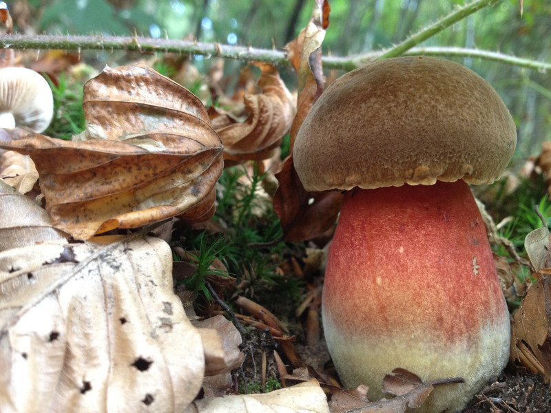 Boletus erytrophus  /  Flockenstieliger Hexenröhrling  /  © Siân Sprenger