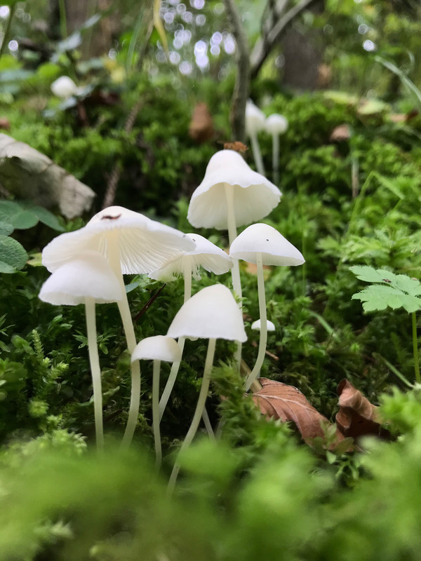 Mycena Spec  / Hemling  © Siân Sprenger