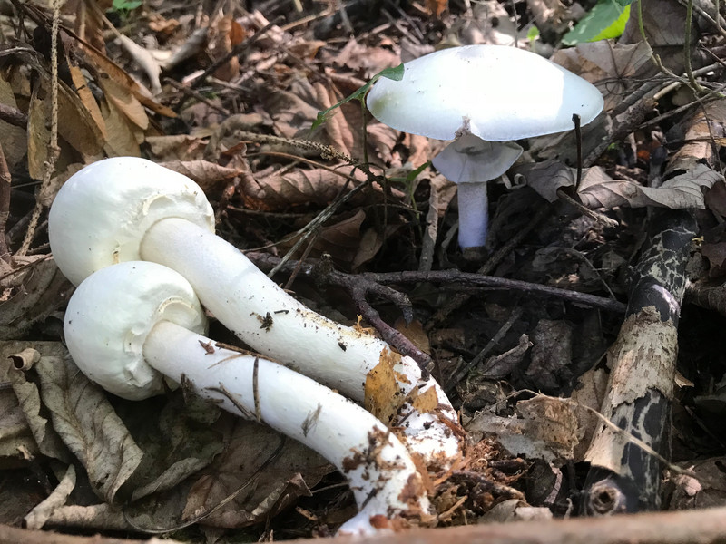 Agaricus silvicola  /  Dünnfleischiger Anischampignon © Siân Sprenger