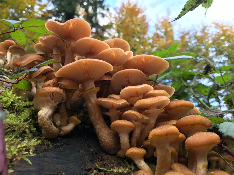 Armillaria mellea  /  Honiggelber Hallimasch  /  © Siân Sprenger