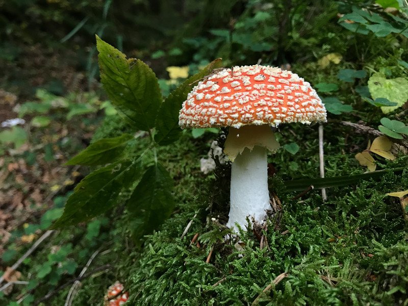 Amanita muscaria  /  Fliegenpilz-2  /  © Siân Sprenger