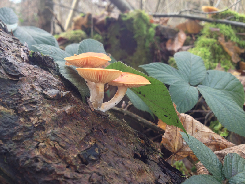 Gymnopylus penetrans  /  Geflecktblättriger Flämmling  /  © Siân Sprenger