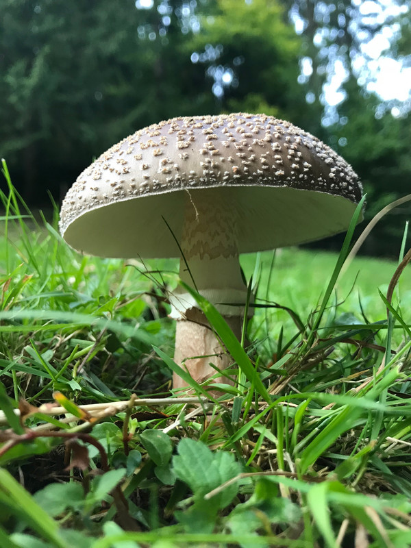 Amanita rubescens  /  Perlpilz  /  © Siân Sprenger