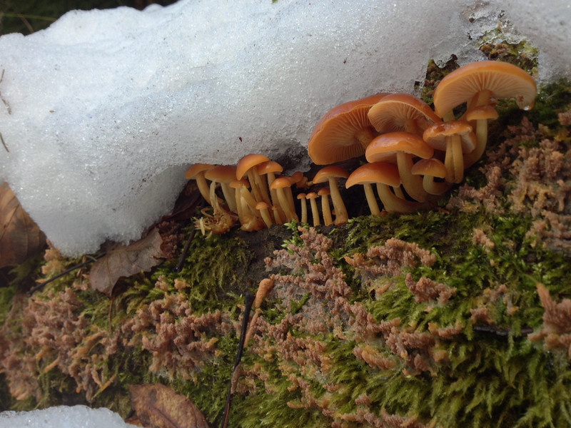 Flammulina velutipes  /  Samtfussrübling  /  © Siân Sprenger