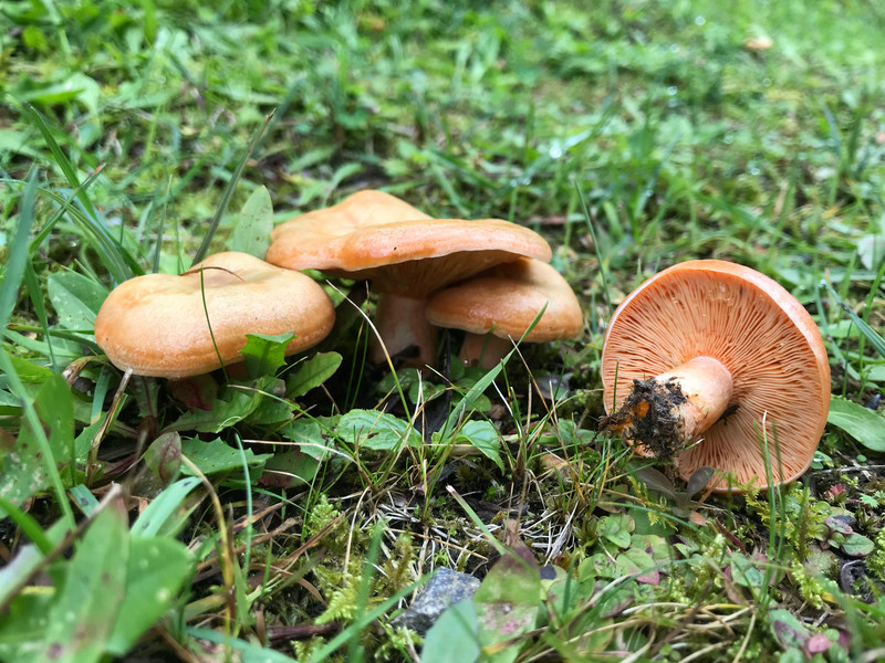 Lactarius deterrimus  /  Fichtenreizker  /  © Siân Sprenger