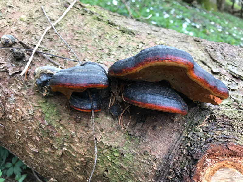 Fomitopsis pinicola  /  Rotrandiger Baumporling  /  © Siân Sprenger