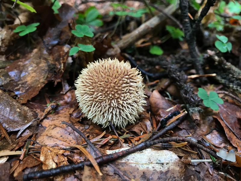 Lycoperdon echinatum  /  Igelstäubling  /  © Siân Sprenger