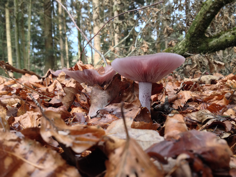 Lepista nuda  /  Violetter Rötelritterling  /  © Siân Sprenger