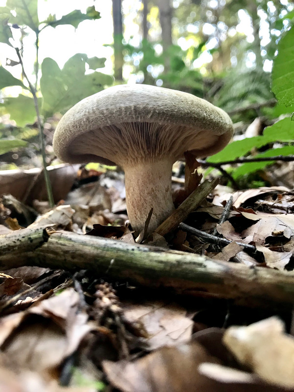 Paxillus involutus  /  Kahler Krempling  /  © Siân Sprenger