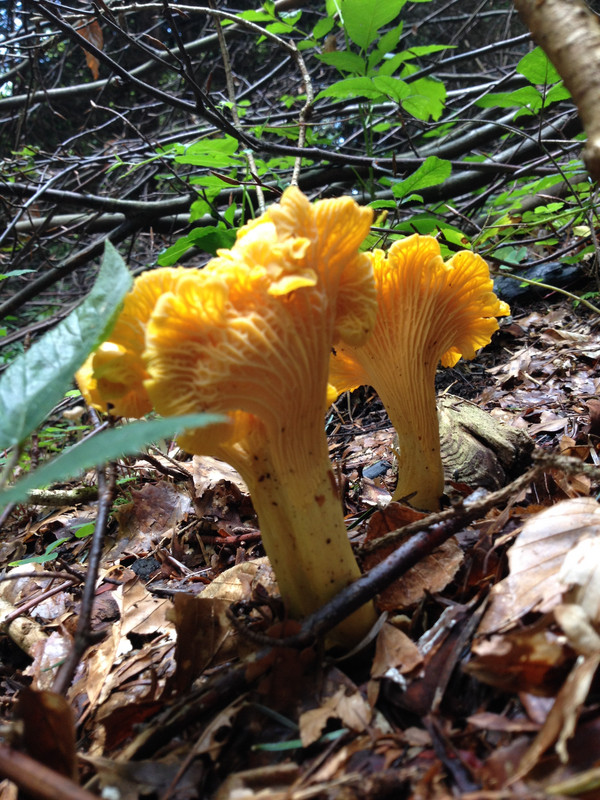 Cantharellus cibarius var. amethysteus  / Amethysteierschwamm  /  © Siân Sprenger