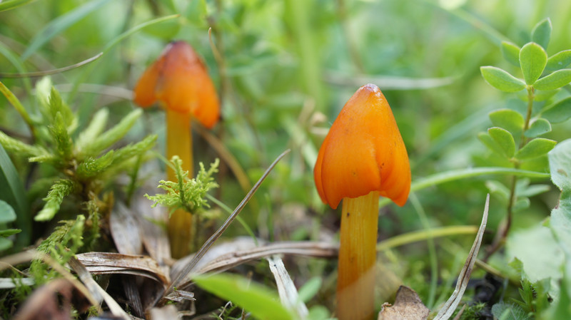 Hygrocybe spec  /  Saftling  /  © Siân Sprenger