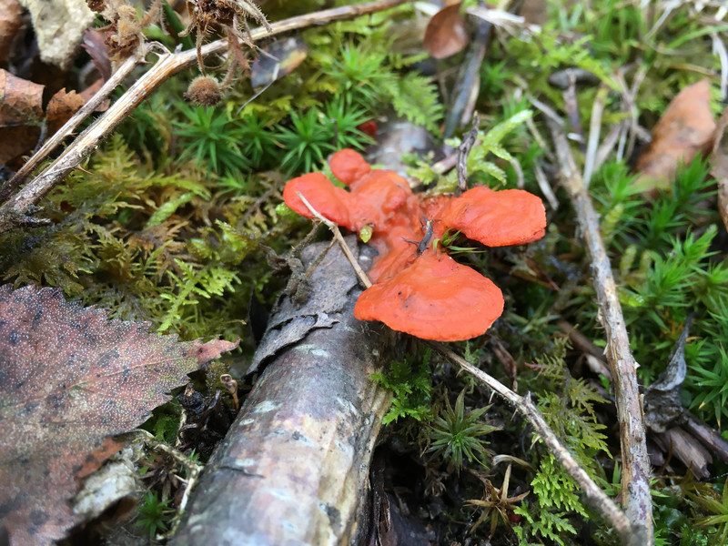 Pycnoporus cinnabarinus  / Zinnoberrote Tramete  /  © Siân Sprenger