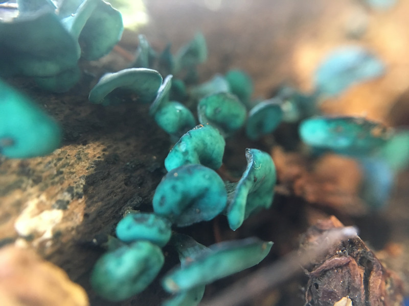 chlorociboria aeruginascens  /  Grünspanbecherling  /  © Siân Sprenger